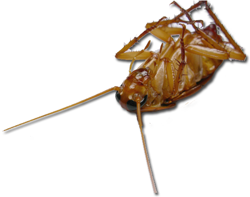Dead Roach (532x434), Png Download