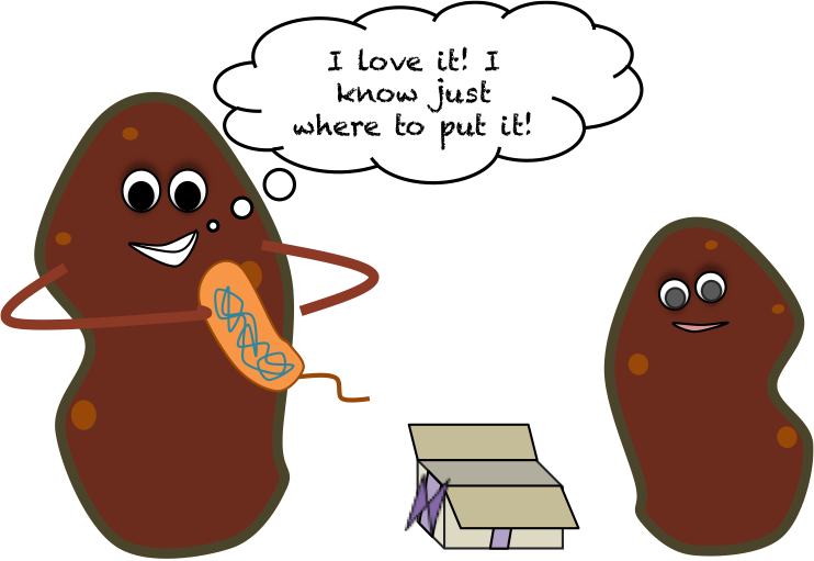 Sweetpotatocartoon - Gmo Potatoes (742x511), Png Download