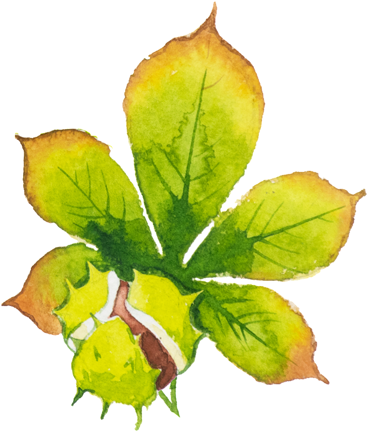Hand-painted Green Leaf Hd Beautiful Png - Watercolor Painting (1024x1024), Png Download