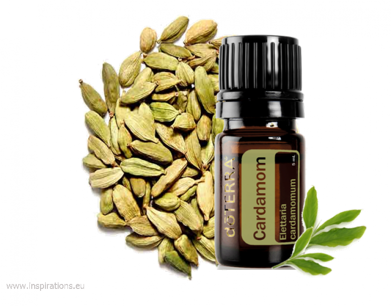 Cardamom Truffles - Doterra Cardamom Oil Uses (800x626), Png Download