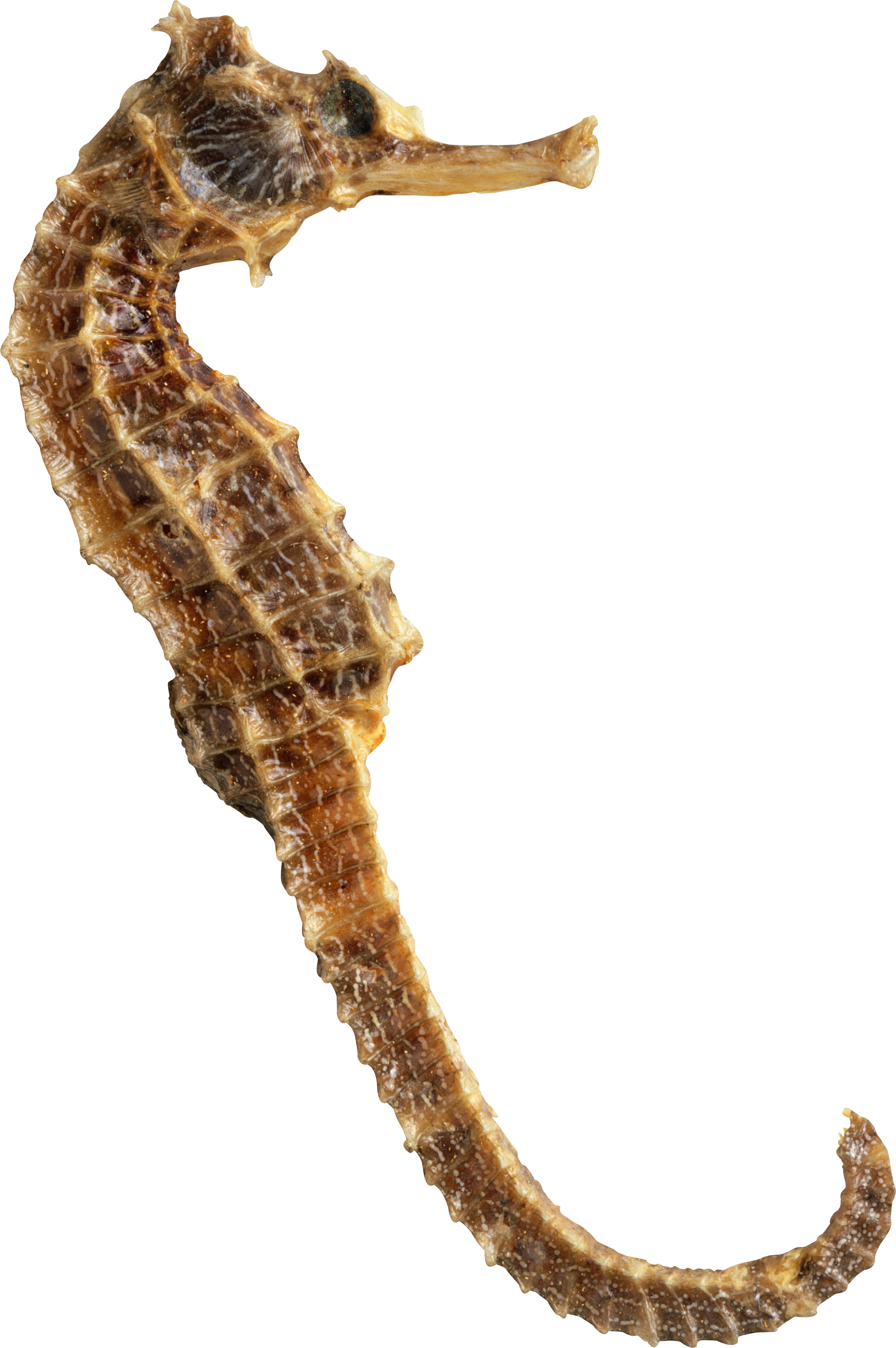Seahorse Png - Seahorse Transparent (2193x3299), Png Download
