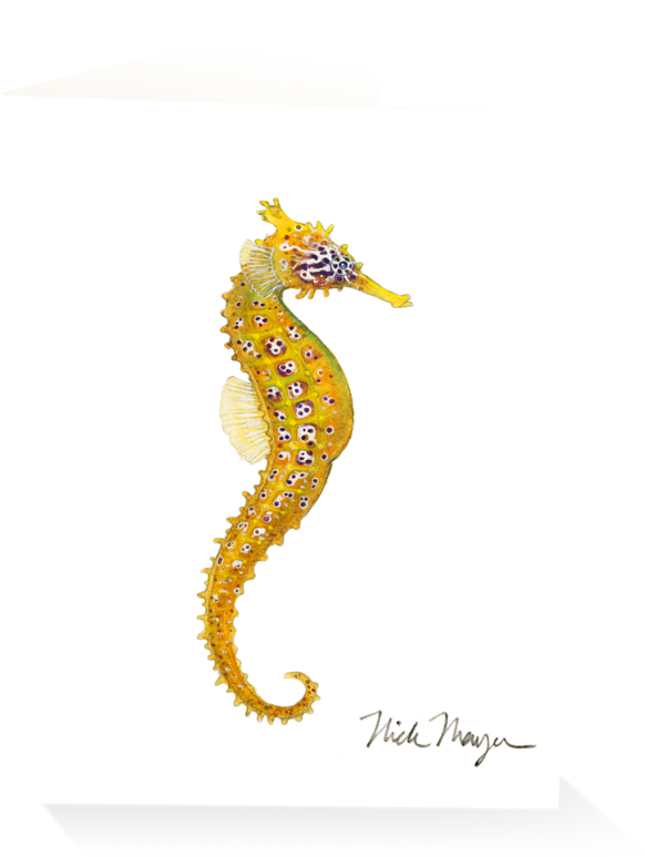 Pacific Seahorse I - Seahorse (1024x825), Png Download