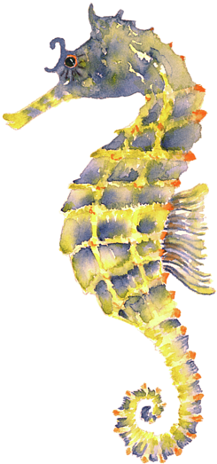 Bleed Area May Not Be Visible - Pink Yellow Seahorse (500x700), Png Download