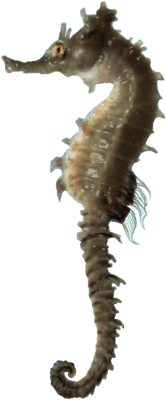 Seahorse Png - Freeiconspng - Caballito De Mar Png (564x1024), Png Download
