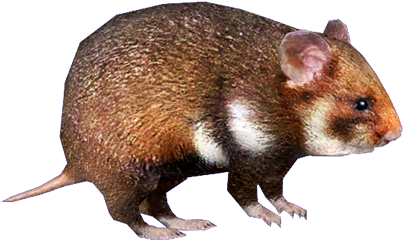 European Hamster - Wiki (600x450), Png Download