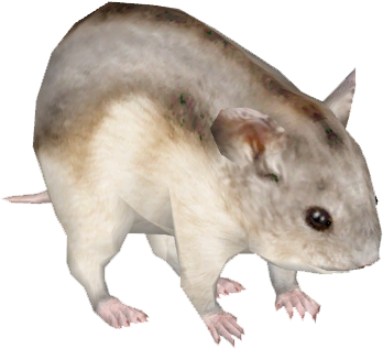 Djungarian Hamster 4 - Wiki (347x347), Png Download