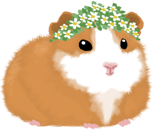 Hamster Guinea Pig Drawing Pencil - Draw A Cute Guinea Pig (500x500), Png Download