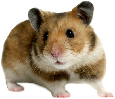 German Hamster (468x362), Png Download