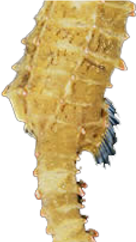 Seahorse Png Transparent Images - Sea Horse (640x480), Png Download