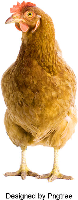Lovely Hen, Lovely Hen, Wuji, Hen Species Png And Psd - Chicken (800x800), Png Download