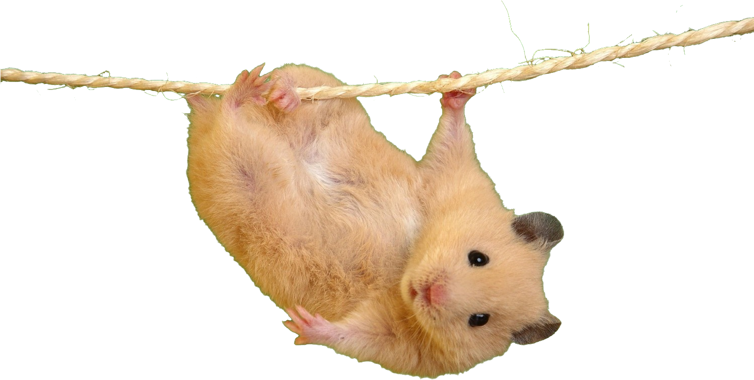 Welcome To Reddit, - Imagenes De Ratones Lindos (1500x938), Png Download