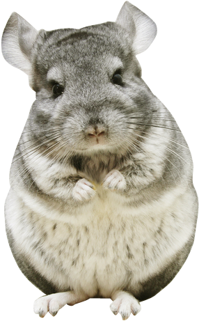 Chinchilla Footprint Png Vector Royalty Free Stock - Chinchillas In Costumes (367x476), Png Download