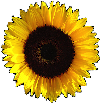Free Grunge Png Tumblr - Sunflower Transparent Background (500x375), Png Download