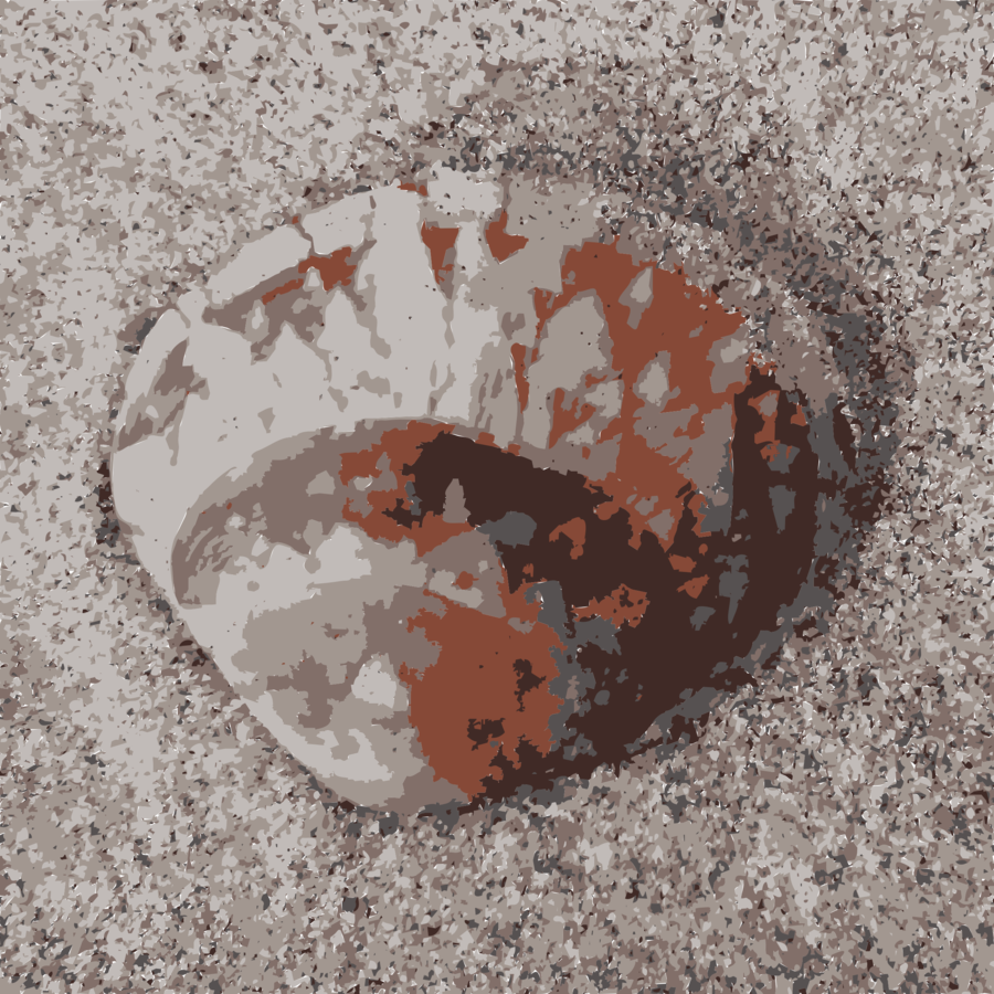 Download Fractal Clipart Fractal Sanibel Seashell - Shell Beach (900x900), Png Download