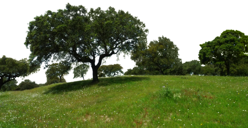 Tree Nature Png (500x259), Png Download