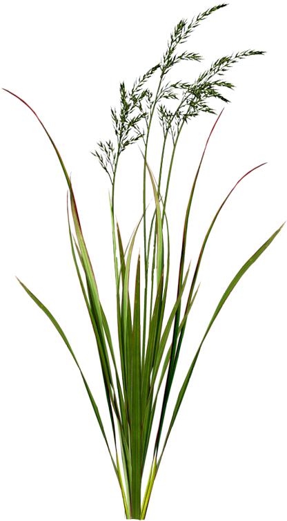 Яндекс - Фотки - Травинка Пнг (458x800), Png Download