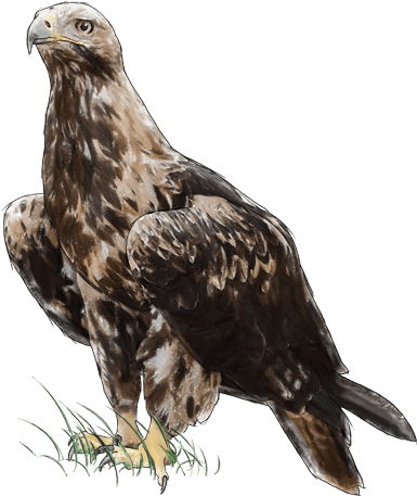 Eastern Imperial Eagle (385x527), Png Download