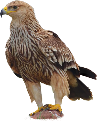 Eastern Imperial Eagle / Aquila Heliaca - Eastern Imperial Eagle Png (400x400), Png Download