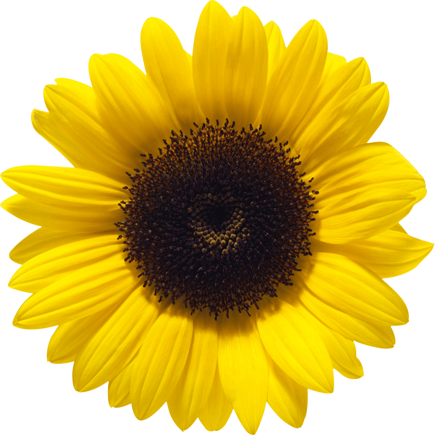 Girasol De Cerca - Sunflower Transparent Background (500x500), Png Download