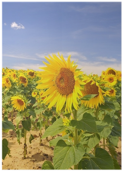 Common Sunflower (400x400), Png Download