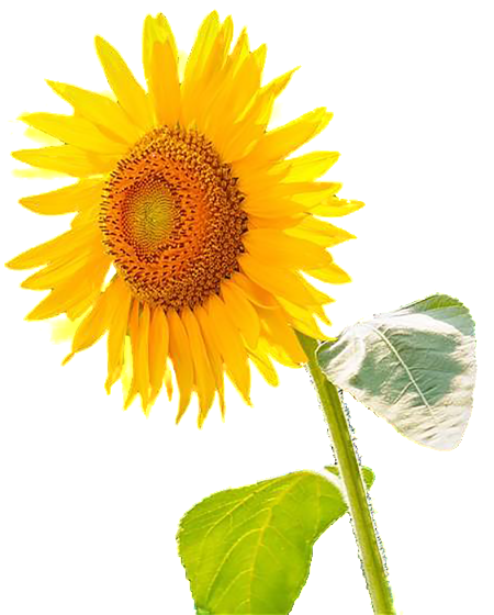 Este Powerpoint Es Girasol Sobre Girasol, Girasol, - Portable Network Graphics (1024x574), Png Download
