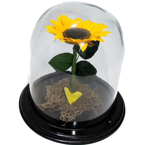 Re002- Girasol Eterno - Sunflower (600x600), Png Download