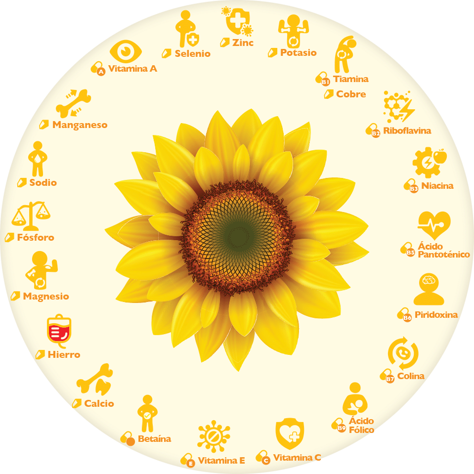 Semillas De Girasol O Semillas De Pipa - Sunflower Clipart (959x959), Png Download