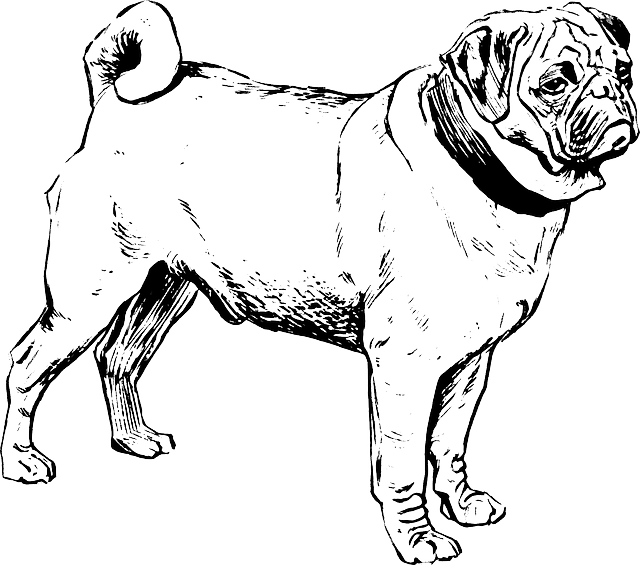 Outline, Dog, Line, Art, Animal, Biology, Mammal - Mamiferos Blanco Y Negro (640x565), Png Download