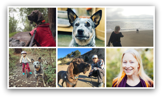 We Discuss Making The Leap From Contemplating Dog Ownership - Collage (556x337), Png Download