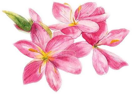 Report Abuse - Orquídeas Pintada Rosa (423x302), Png Download