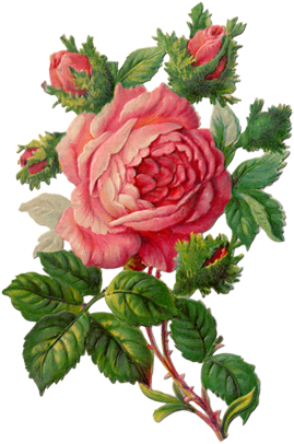 Vintage Picture Royalty Free Library - Vintage Rose Clip Art (299x425), Png Download