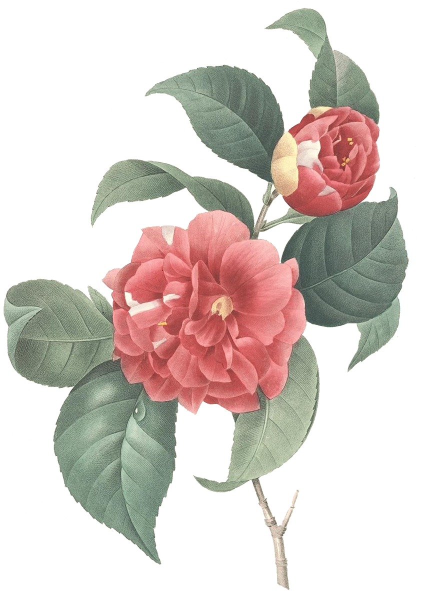 Download At - Camellia Illustration (1200x1200), Png Download