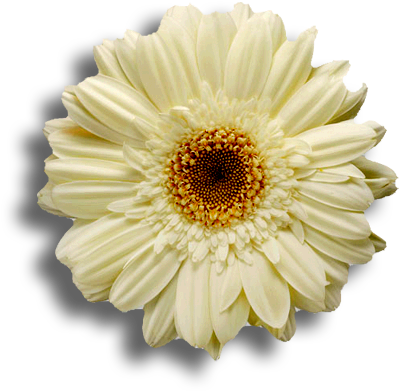 Watercolors - Flowers With White Background (420x409), Png Download