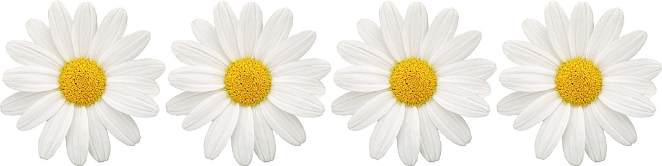 Source - - Daisy Flower (964x242), Png Download