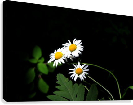 Highlight Daisies Canvas Print - Photograph (429x340), Png Download
