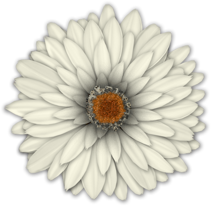 Sd Nostalgic Daisy 1 - Pretty Green Zinnia Flower Shower Curtain (433x424), Png Download