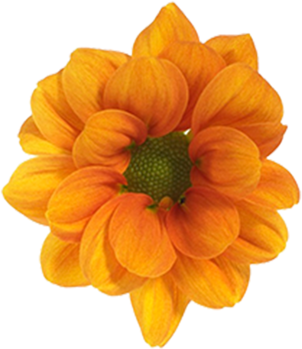 Daisy Orange Managua Daisy Orange Managua - Black-eyed Susan (800x800), Png Download