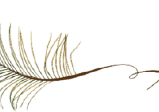 Peacock Feather Png Transparent Images - Find Differences 150 Levels (640x480), Png Download