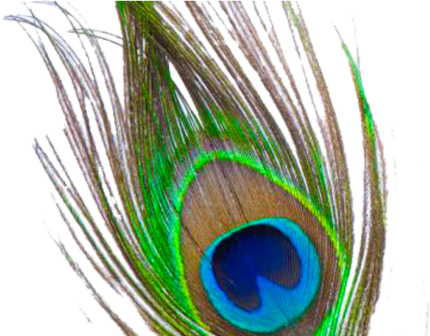 Flute Clipart Peacock Feather - Flute With Peacock Feather Png (640x480), Png Download