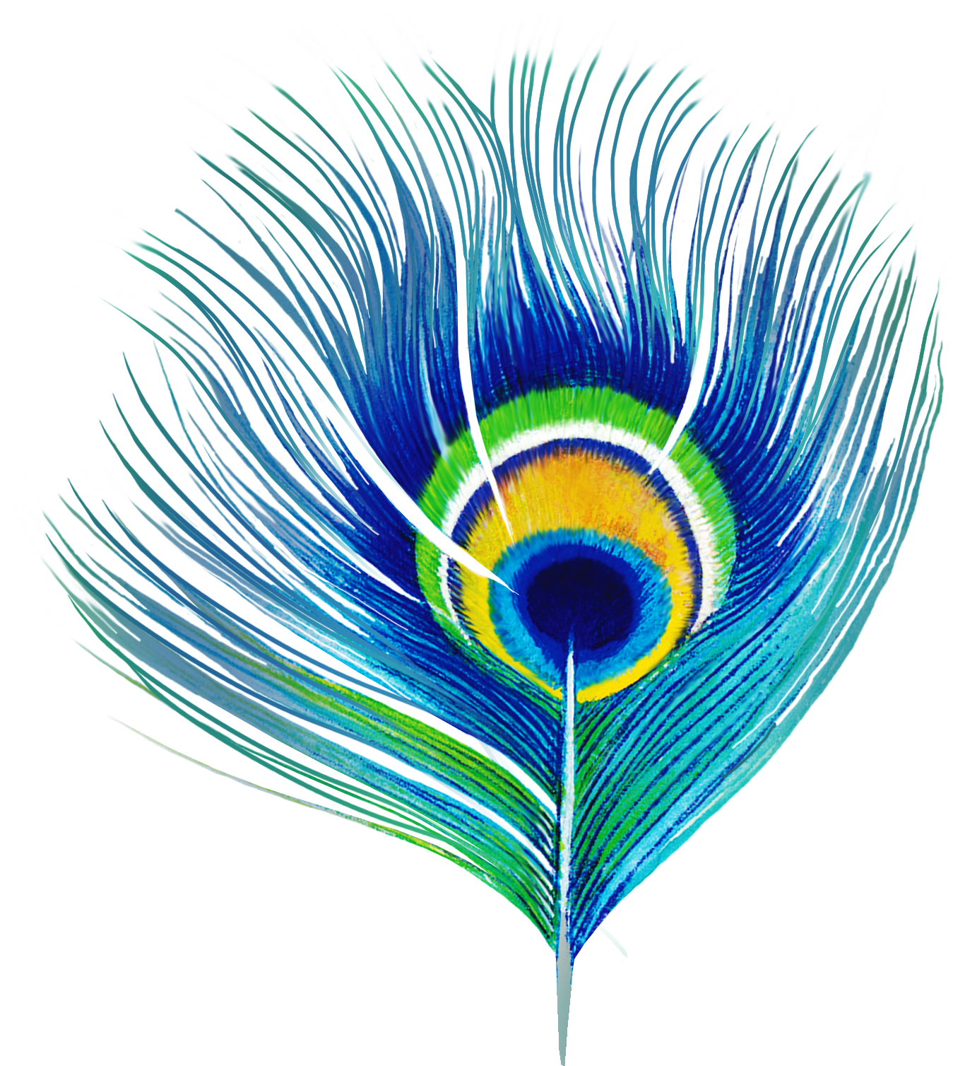 Peacock Feather - Blue Peacock Bird Feathers Wall Calendar (1498x1668), Png Download
