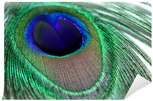 Indian Peafowl (400x400), Png Download
