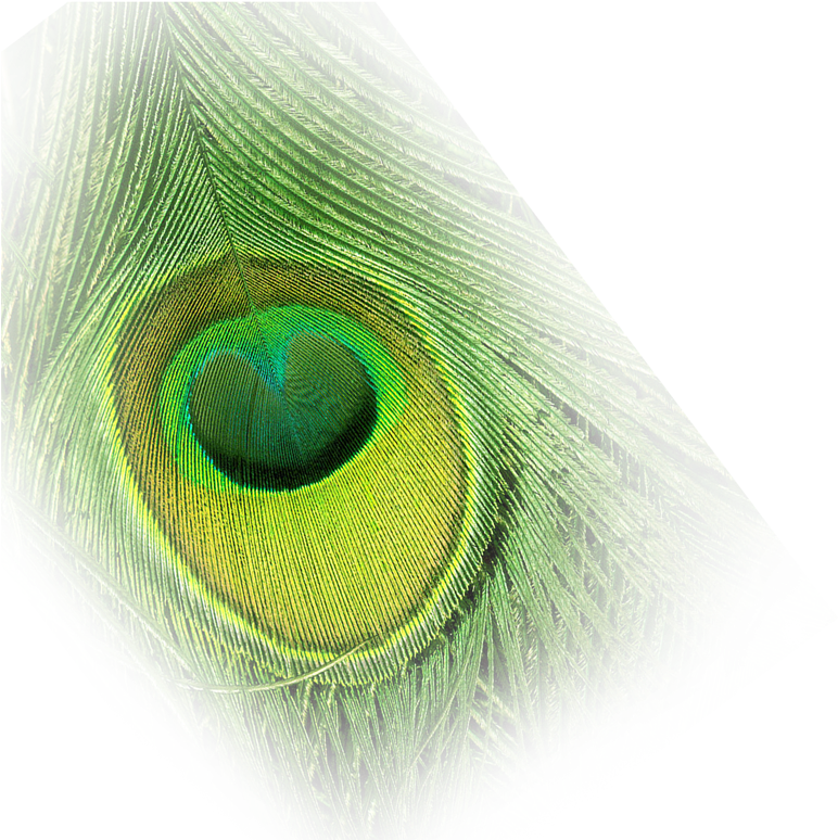 Net Interesting - Peacock Png For Photoshop (1200x800), Png Download