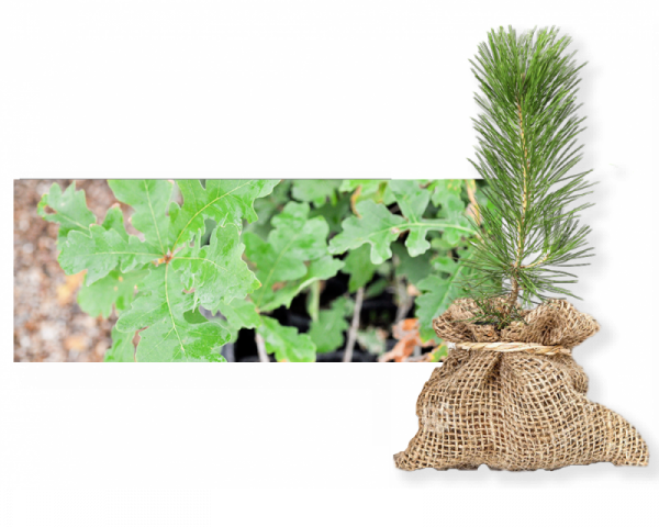 Annual Sales Begin In September And Continue While - North Texas Tree Sapling (600x480), Png Download