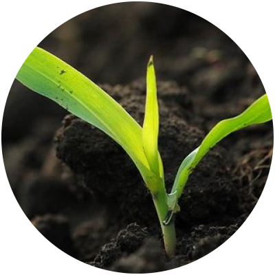 Seedling - Camouflage Of Seeds, A Control Method (400x400), Png Download