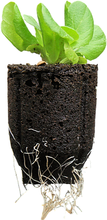 Houseplant (268x450), Png Download