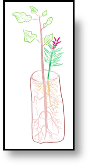 Sketch (303x539), Png Download