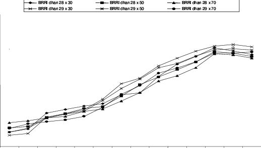 Interaction Effect Of Cultivar And Age Of Seedling - Line Art (518x295), Png Download