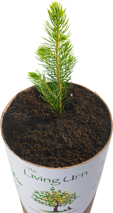 Biodegradable - - Urn (561x739), Png Download