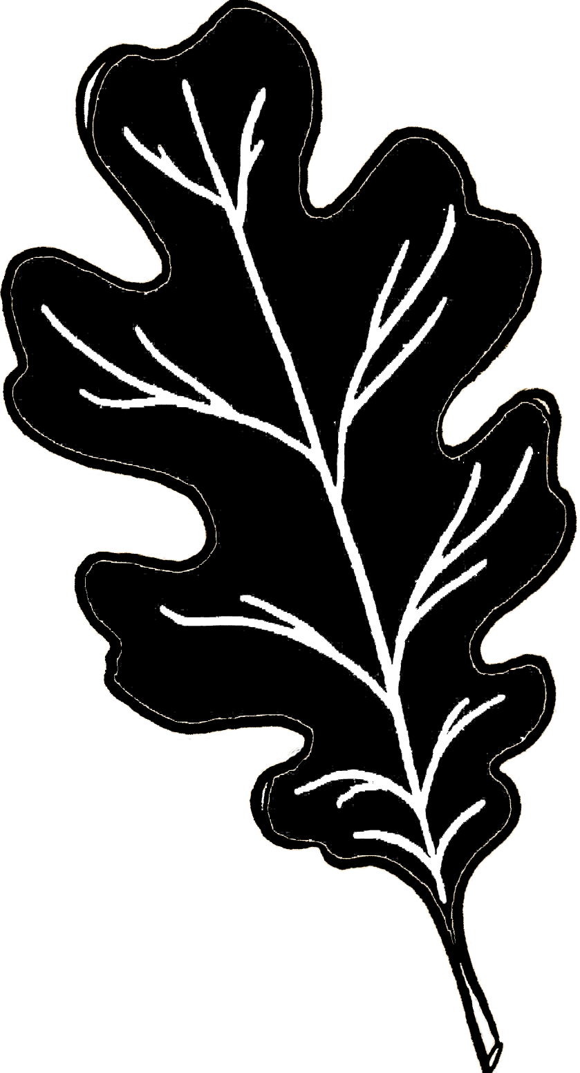 Black Oak Leaves Png (839x1552), Png Download