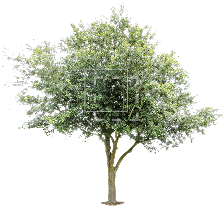 Young Oak Tree - Free Image Of Tree (450x450), Png Download